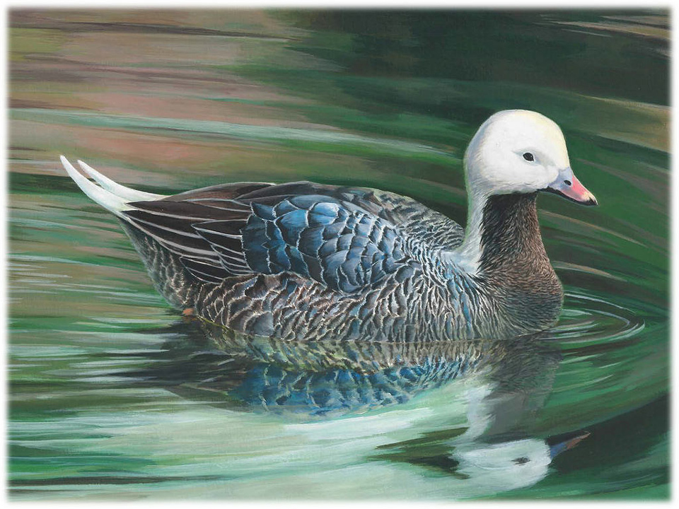 junior duck stamp winner 2018 2019