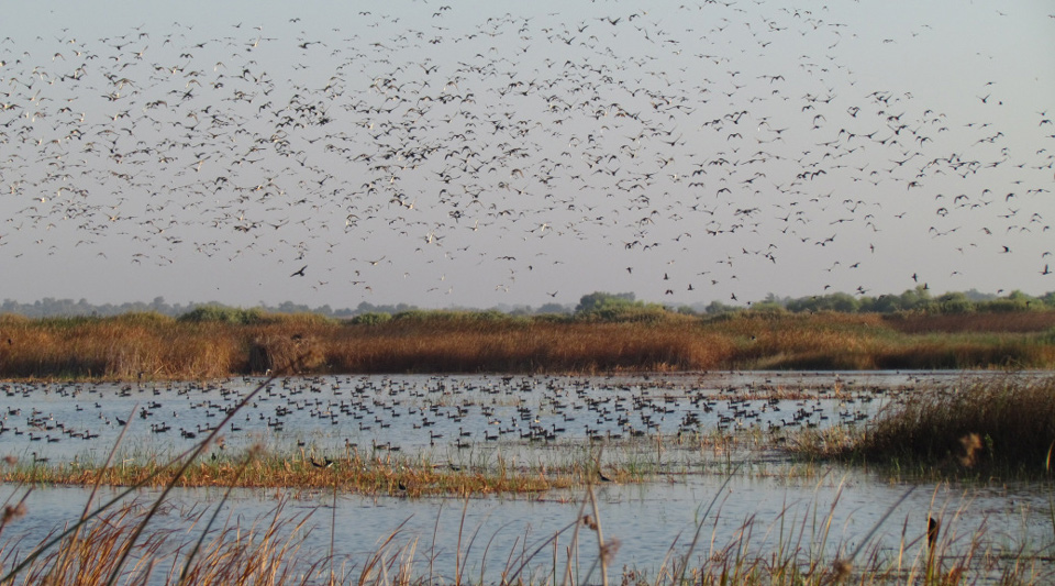 pintails flying on 15 ac seas wetl during drought 2014 09 06