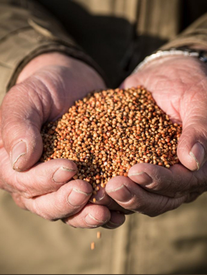 sorghum usda