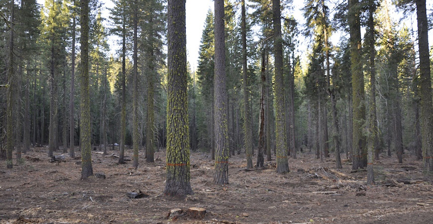 uc merced sierra forests