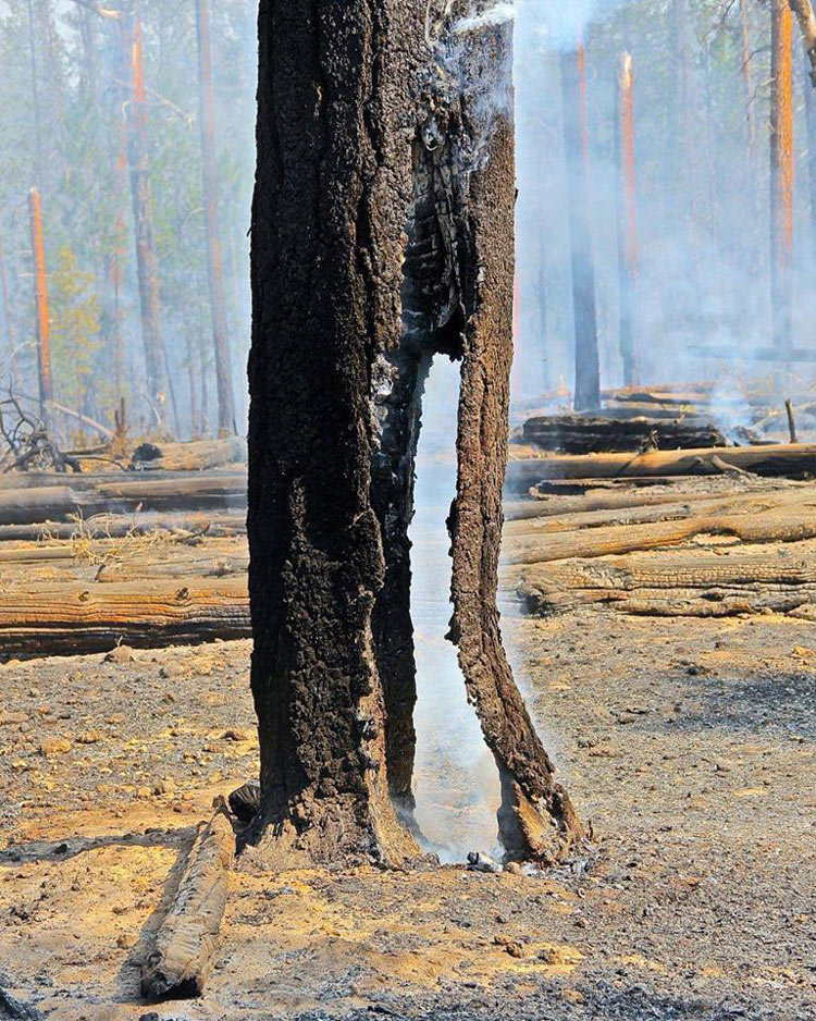 USFS danger 4