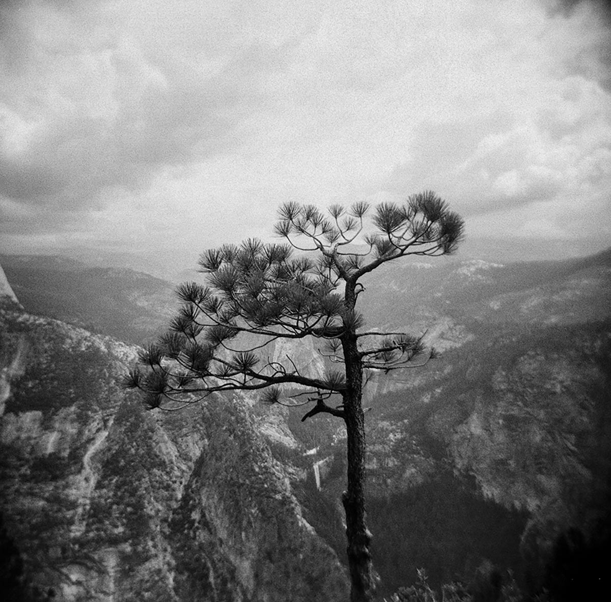 Wendy Denton Glacier Point Tree Outlook