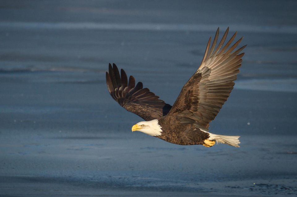 a1 1228 2 bald eagle ramkumar subramanian kk