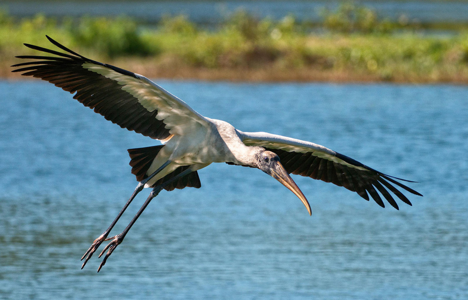 apa 2016 a1 2191 4 wood stork larry temple kk