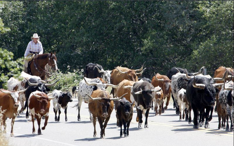 cattle linda gast sierra sun times