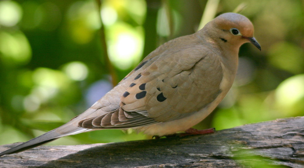 dove2
