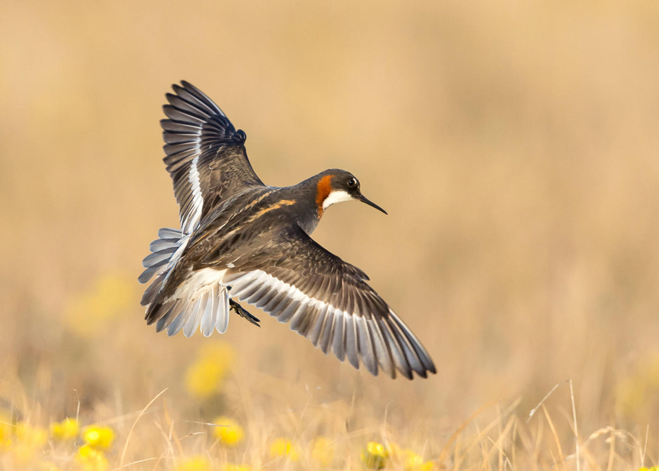 a1 3795 2 red necked phalarope tom ingram kk 0