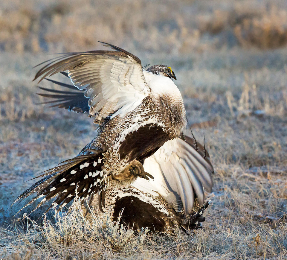 a1 7562 8 greater sage grouse odalys munoz gonzalez