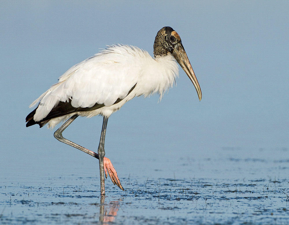 apa 2012 25168 195851 rogerwilliams wood stork kk