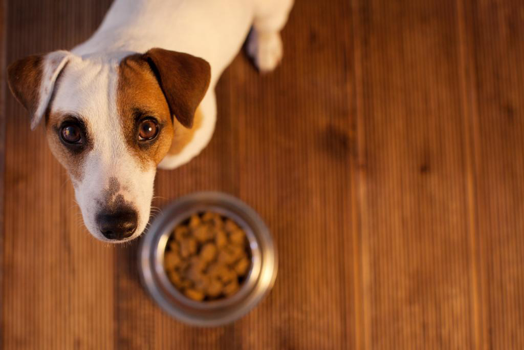 dog fda