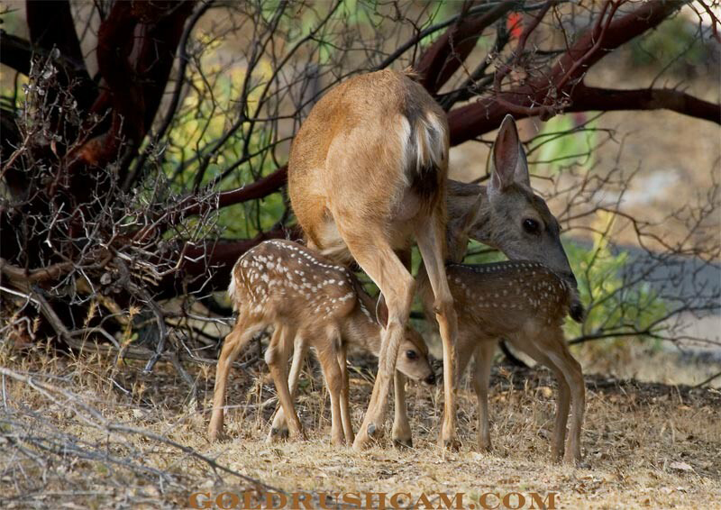 deer in mariposa county fawns 1 025 sierra sun times