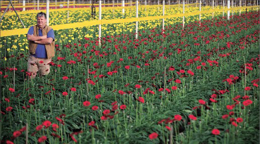 4505 p1 20180204VDayFlowersKWH7