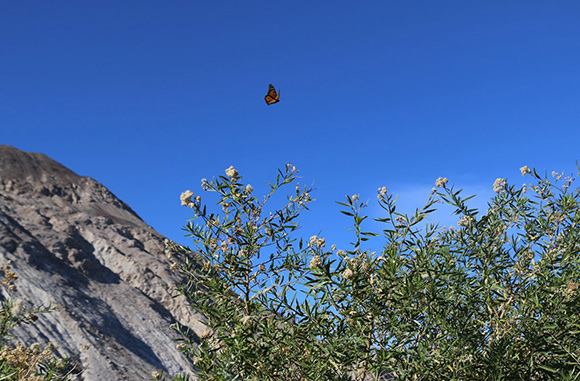 MonarchButterflyFlyingAboveTheTrees credit usfws