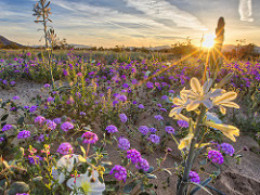 california desert lily preserve drecp