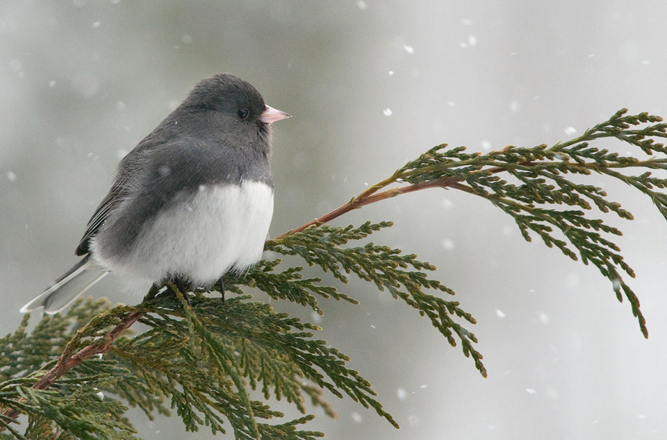 dark eyed junco 1 kk michele black