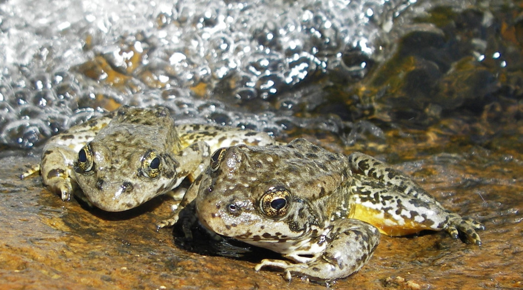 mtn yellow legged frog rana sierrae idr lr