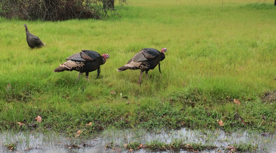 spring turkeys photo by corey