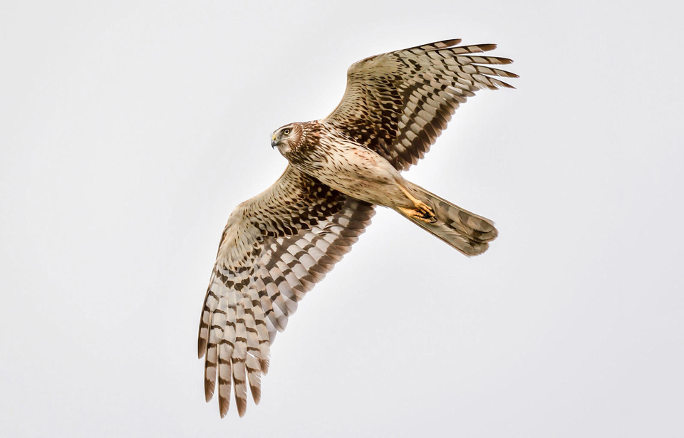 web a1 4680 13 northern harrier brad lewis kk