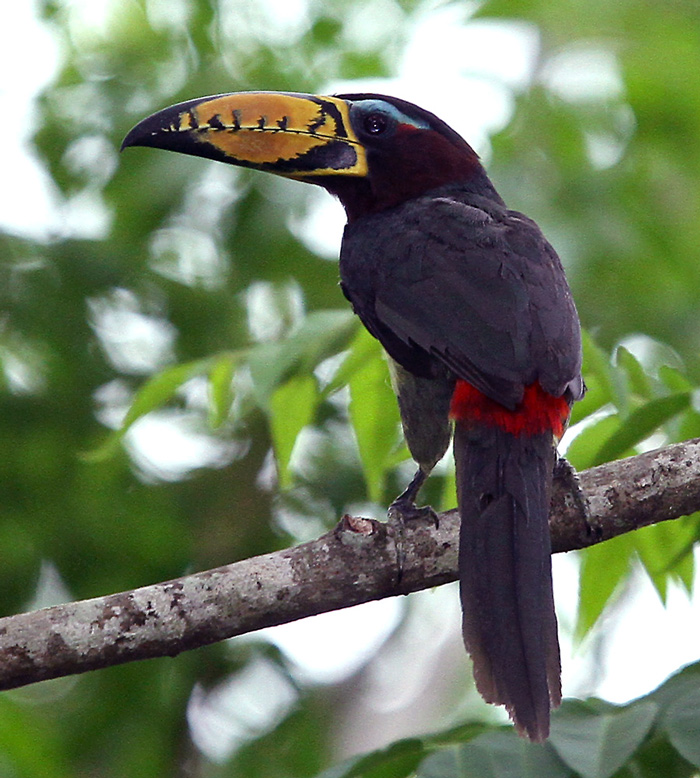 Lettered Aracari 101811 Chapada Brazil Matthew Matthiessen sm