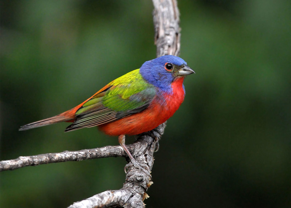 apa 2011 18841 148430 davidmorgan painted bunting kk