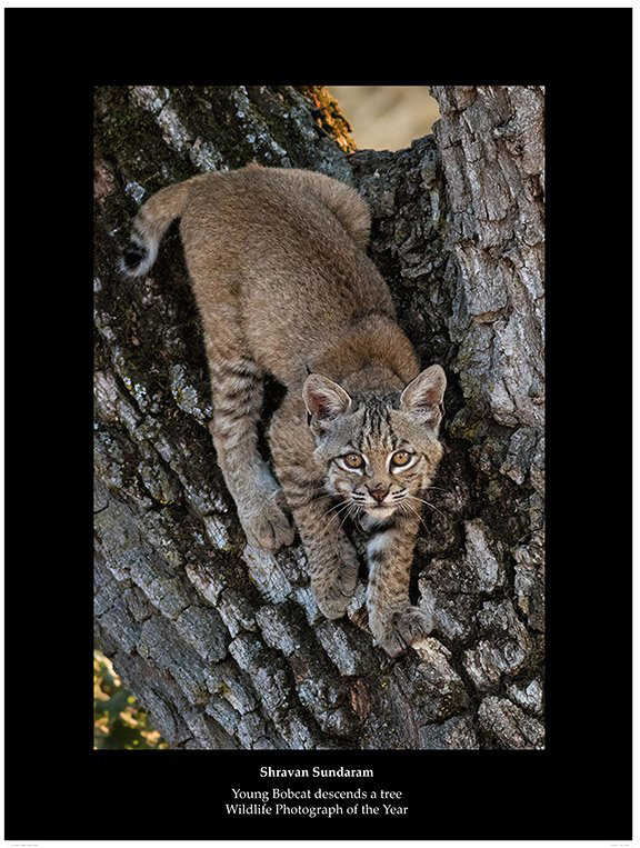 cdfw bobcat shravan sundaram