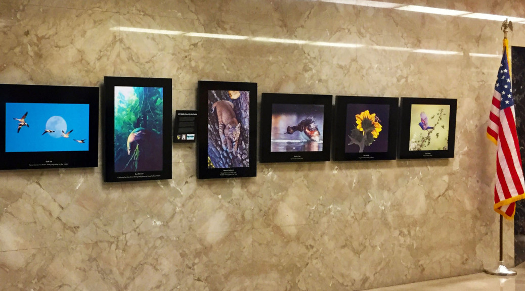 hangingwildlifephotocontest 7