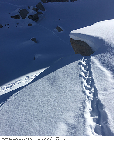 yosemite porcupine tracks blog