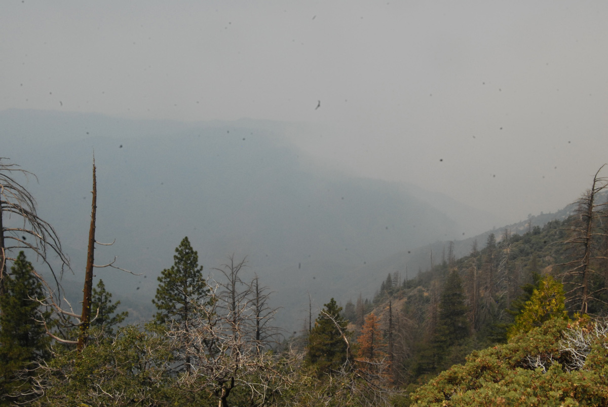 DSC 0196ferguson fire