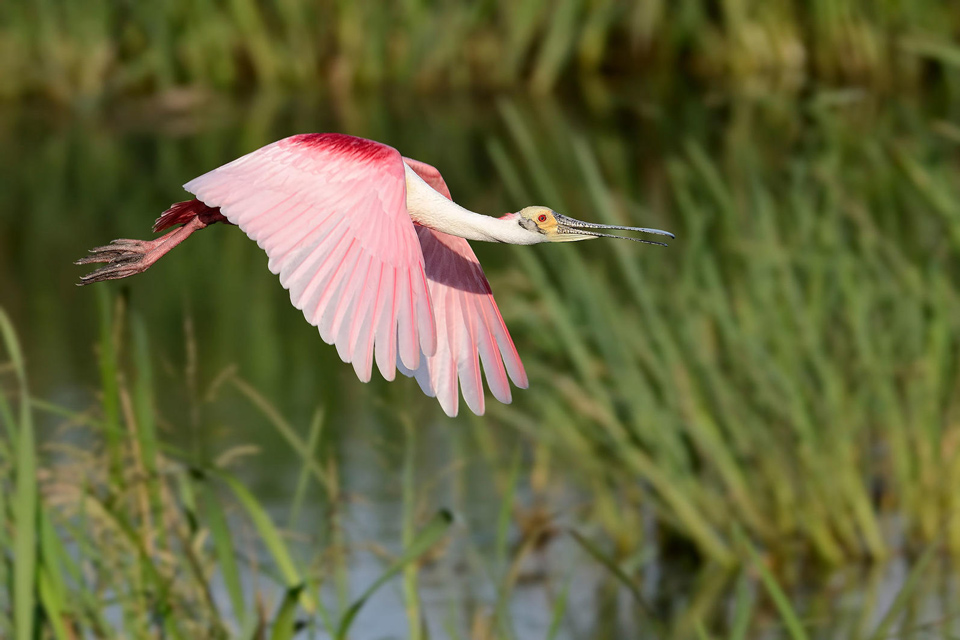 apa 2016 a1 2073 6 roseate spoonbill bill dix kk 1