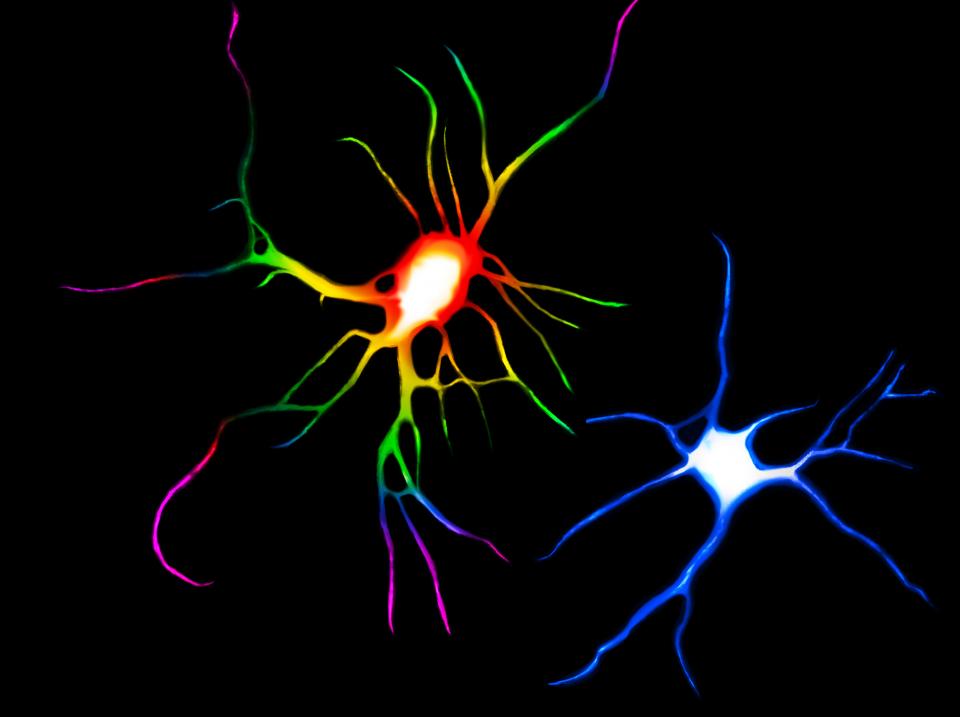 2cell rainbow blue copy