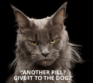 Hero cut cat Mirataz by Kindred Biosciences Inc