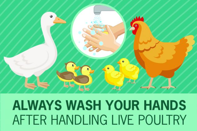 Wash your hands infograpgic medium
