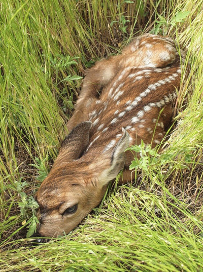 fawn credit cdfw