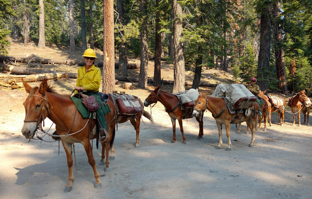 lions fire mule team 1
