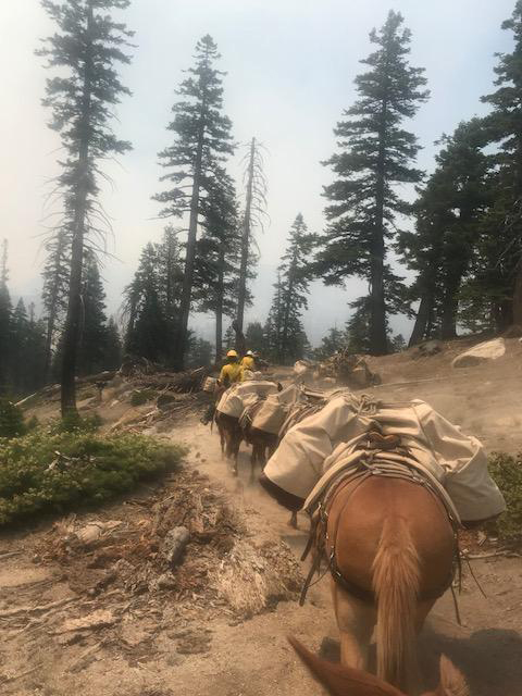 lions fire mule team 2