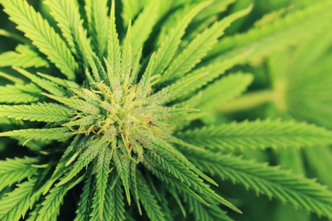 marijuana cannibis plant 0