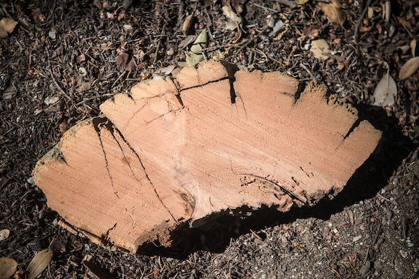FL Tree Data 6418