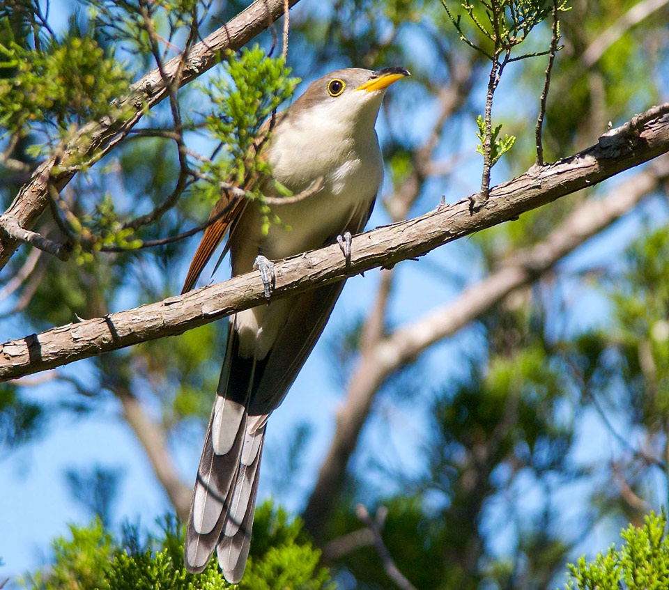 apa 2015 marymiguez yellow billed cuckoo kk 0