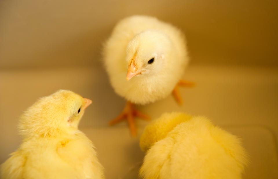 baby chicks 20130412 matthew warren 5080