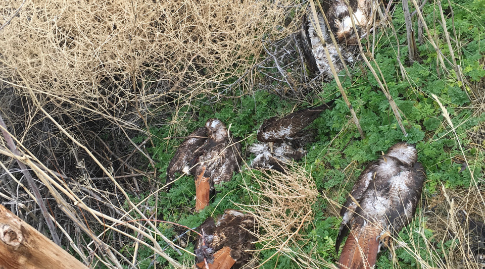 cdfw dead birds at bottom of roost