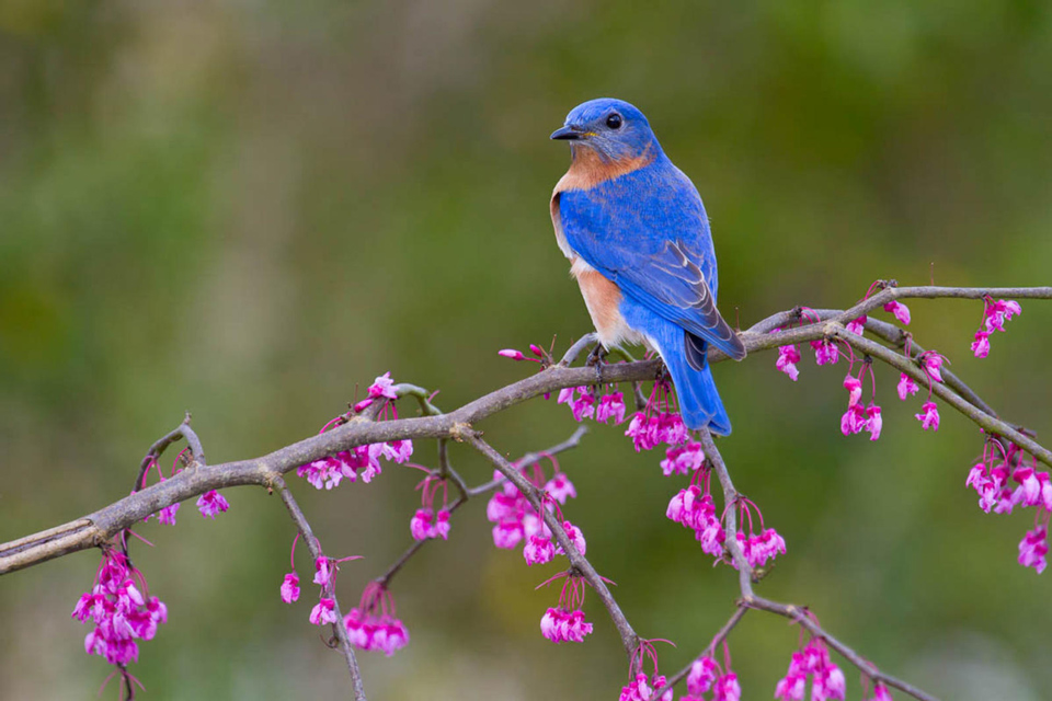 gbbc eastern bluebird eastern redbud 17 glenda simmons fl 2012 kk