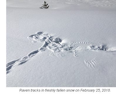 yosemite raven tracks blog 2