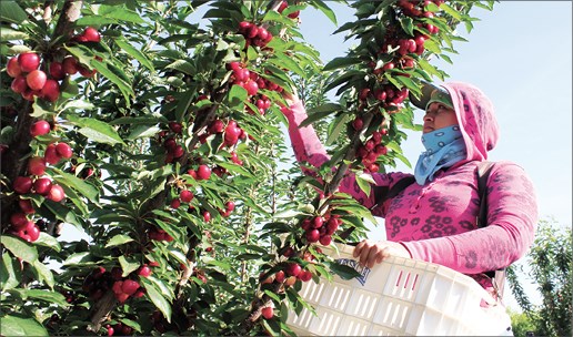 4518 p1 20180504cherries CP 5103