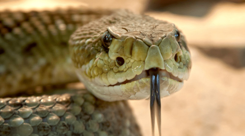Rattlesnake 2018 credit caloes