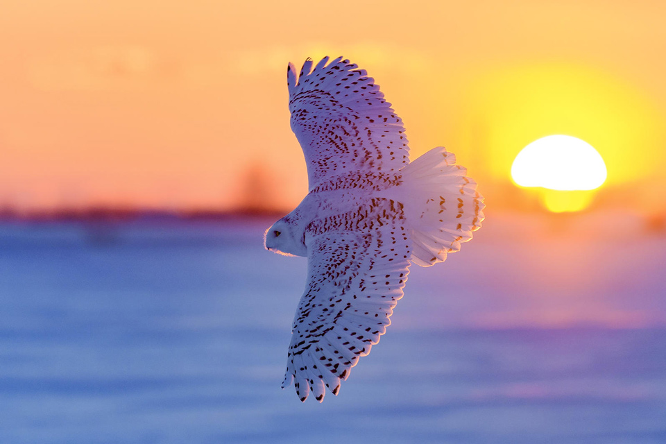 a1 4519 6 snowy owl bruno struck kk