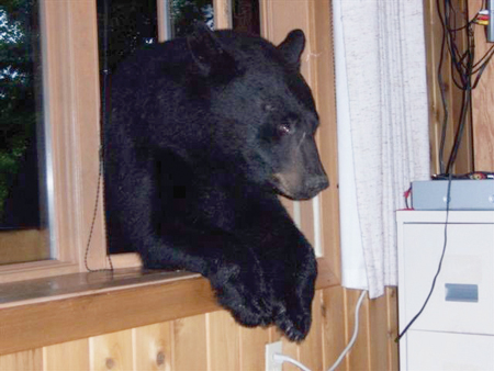 bear in window