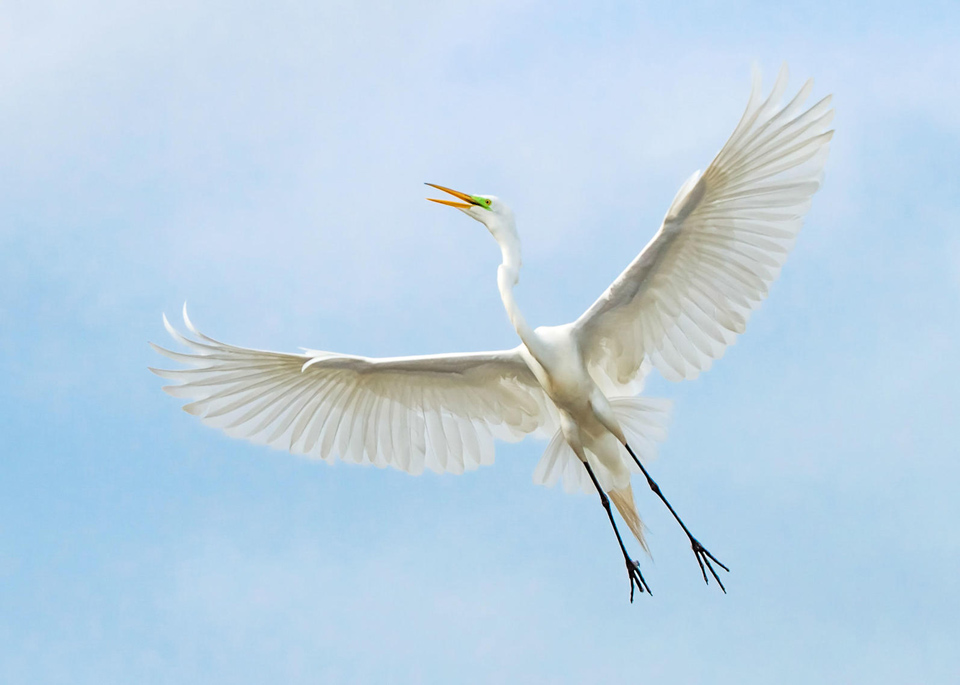 web apa 2015 patriciaaokeefe 282147 great egret kk