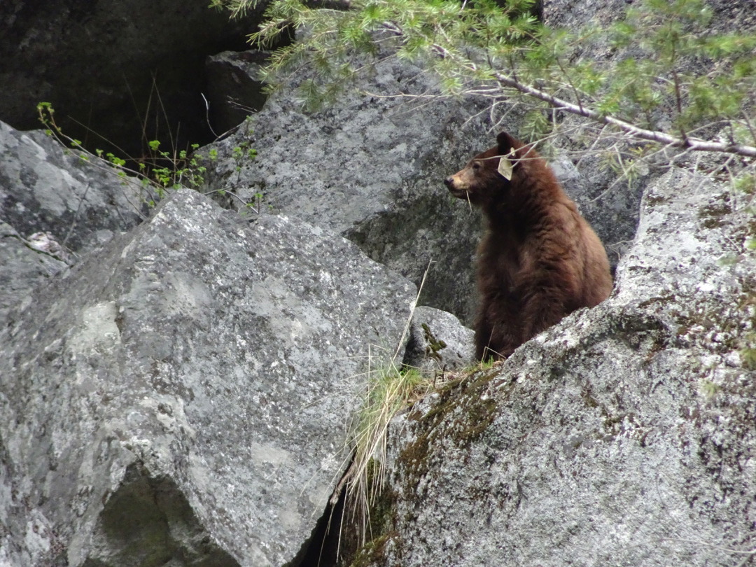 yosemite bears blog may 01