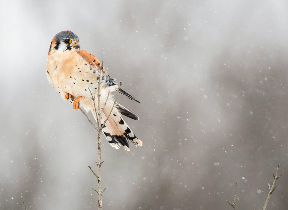a1 5437 1 american kestrel sam swartley 0