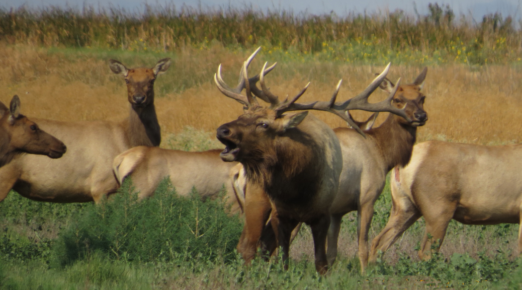 grizzislandbull2014